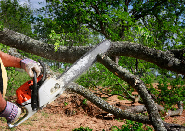 Best Emergency Tree Removal  in White Knoll, SC